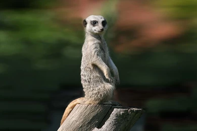 Meerkat Wallpapers 57790
