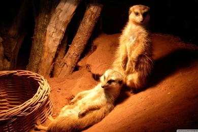 Meerkat HD Desktop Wallpapers : Widescreen : High Definition ...