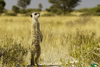 Other: Meerkat Animals Free Desktop Wallpapers For HD 16:9 High ...
