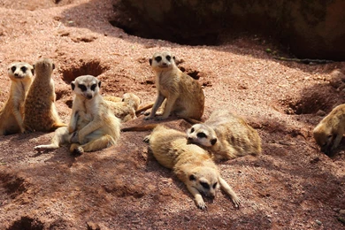 Meerkats Wallpapers :: HD Wallpapers