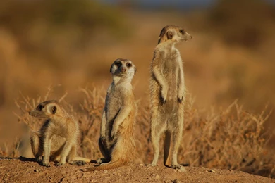 Meerkat 1920x1080p HD Animal Wildlife Nature Wallpapers