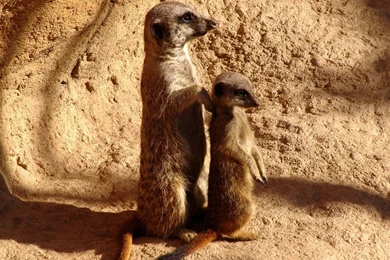 Meerkat Wallpapers   Animal Wallpapers
