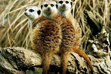 Other Meerkats Animal Portrait Meerkat Sweet Log Free Download ...