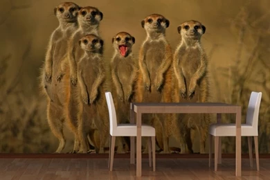 Mural Meerkat Animal Wallpapers Murals 3D Wallpapers Natural Living ...