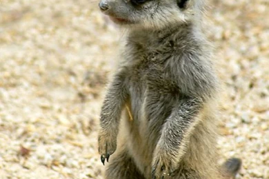 Baby Meerkat Drawing   Wallpaper.