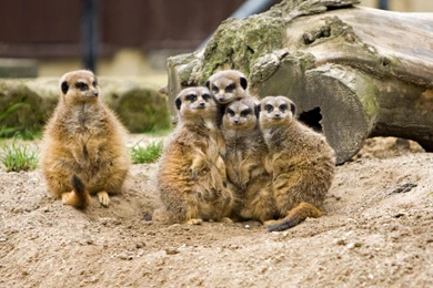 Meerkat Family Group   (