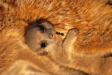 Baby Meerkat   (