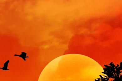 Android HD Wallpapers Beautiful Birds – Androidwallpaper.info