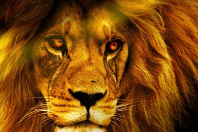 1920x1080px Angry Lion Hd Wallpapers