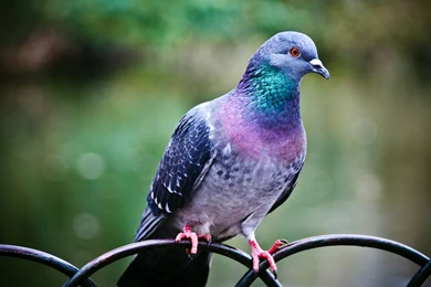 Pigeon wide_HD Wallpaper.jpg
