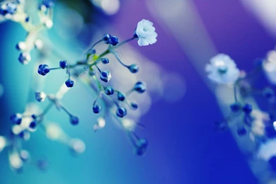 Nature Wallpapers Set 28