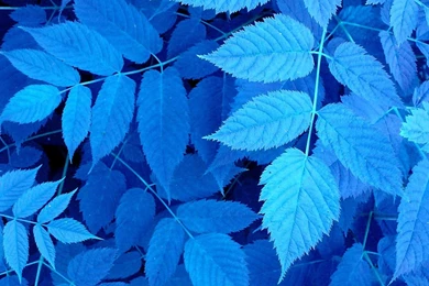 Blue Plant Blueleaves Leaves Nature Hd Wallpapers   (