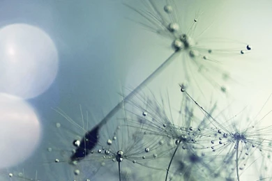 Flower Seed Art Blue Nature Flare iPad Wallpapers Download