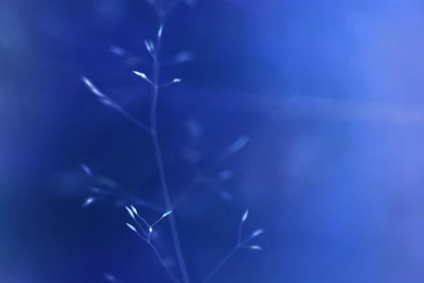 Butterfly Park Blue Nature Flower Nature iPad Air Wallpapers ...