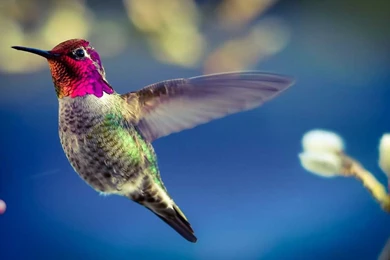 Latest HD Wallpapers   HD Widescreen Wallpapers