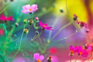 Hd Wallpapers 1080p Widescreen Flowers 2