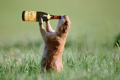 Rromantic Wallpapers Shayari,shayari Good Morning,latest Dard ...