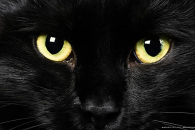 Cat new wallpapers.jpg