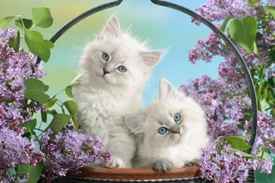 Cute Cats