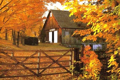 Autumn Wallpapers 6 / 800x600 / Free Autumn Wallpapers, Desktop ...