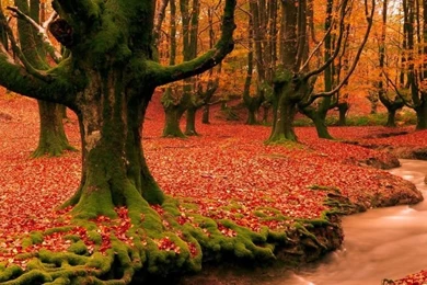 Free autumn wallpaper for desktop 1500x500.jpg