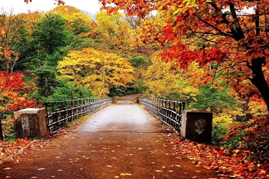 Bridge Autumn Wallpapers Picture