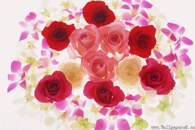 Flower Wallpaper Download.jpg