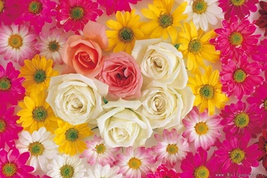 Flower Wallpaper Download 5.jpg