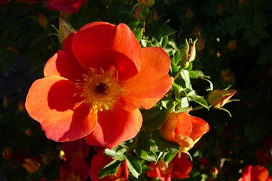 Flower Wallpapers Free Download