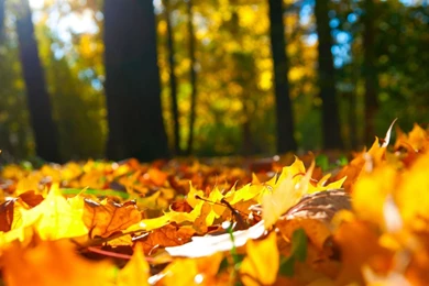 Free 1080p Wallpapers   Wallpapers Cave