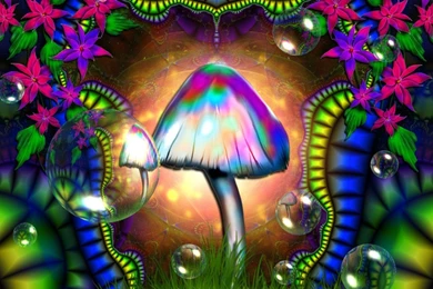 Shrooms Wallpapers   Wallpapers Cave