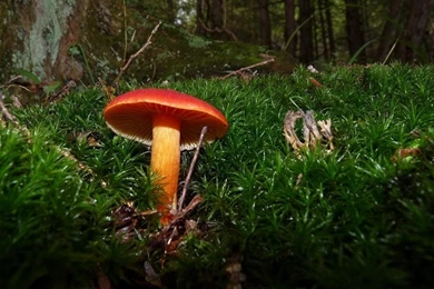 WiseAcre Gardens » Blog Archive » Mushroom Backgrounds