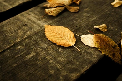 Desktop Wallpapers · Gallery · HD Notebook · Withered Leaves Hd ...