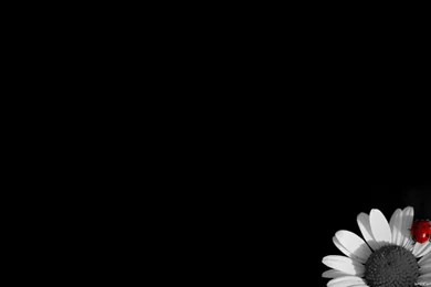 High Resolution Black Wallpapers   Widescreen HD Wallpapers