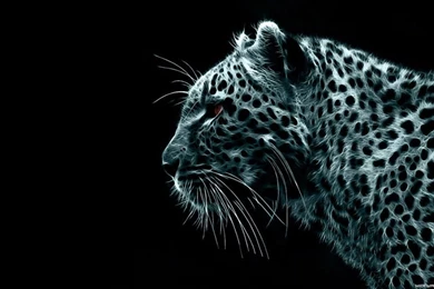 Beautiful Black Wallpapers