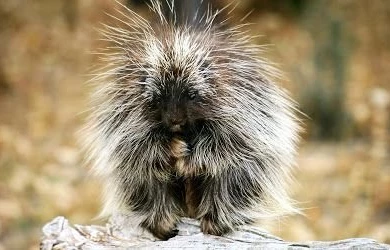 Free Download Wallpapers: Computer Wallpapers