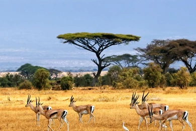 Free Nature Screensavers And Wallpapers For Computer: Autumn By ...