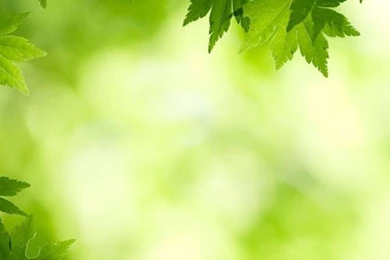 Nature Bright Green Overlap Maple Leafy Branch Blur iPhone 6 ...