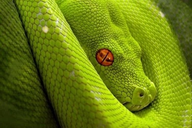 iPad Wallpapers: 100 Beautiful Hi Res iPad Wallpapers ...