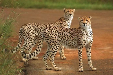 Gallery For   Big Cats Wallpapers Hd