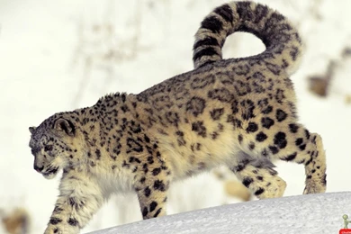 Gallery For   Big Cats Wallpapers Hd