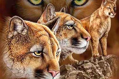 Big Cats Wallpapers   Wallpapers Cave
