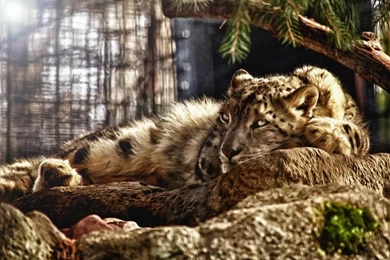Resting Big Cat Wallpapers