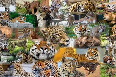 1600x480 Wallpapers Page 199: Big Cat Collage Leopard Mountain ...