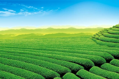 Tea Garden Wallpapers