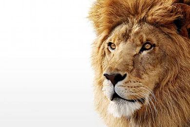 White Lion Backgrounds   Wallpapers Cave