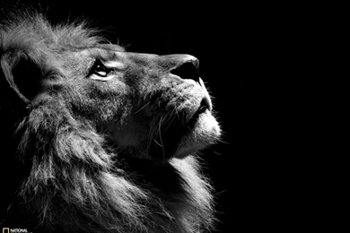 White Lion Backgrounds   Wallpapers Cave