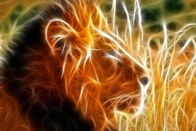 Lion HD Wallpapers For Backgrounds