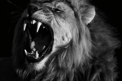 Finding The Lion Inside.