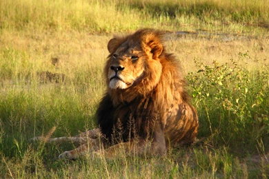 Killing Of Cecil The Lion   Wikipedia, The Free Encyclopedia